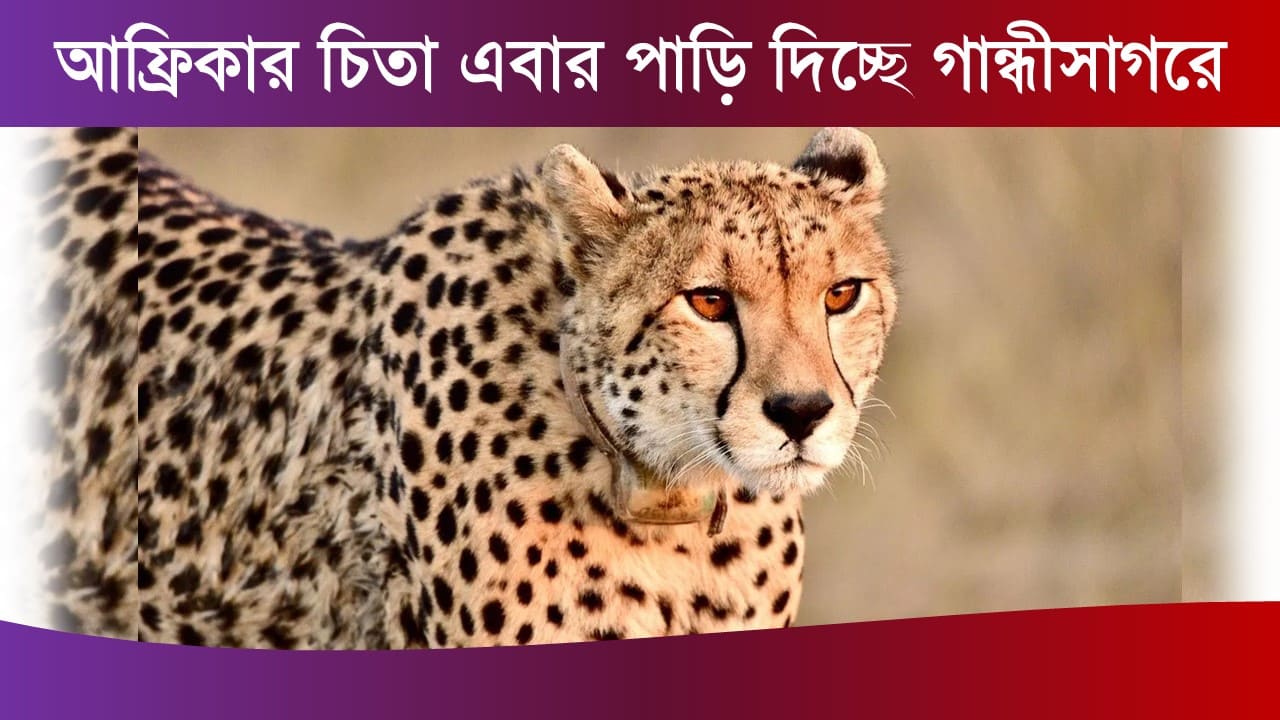 20 more cheetahs brought from south africa 2025